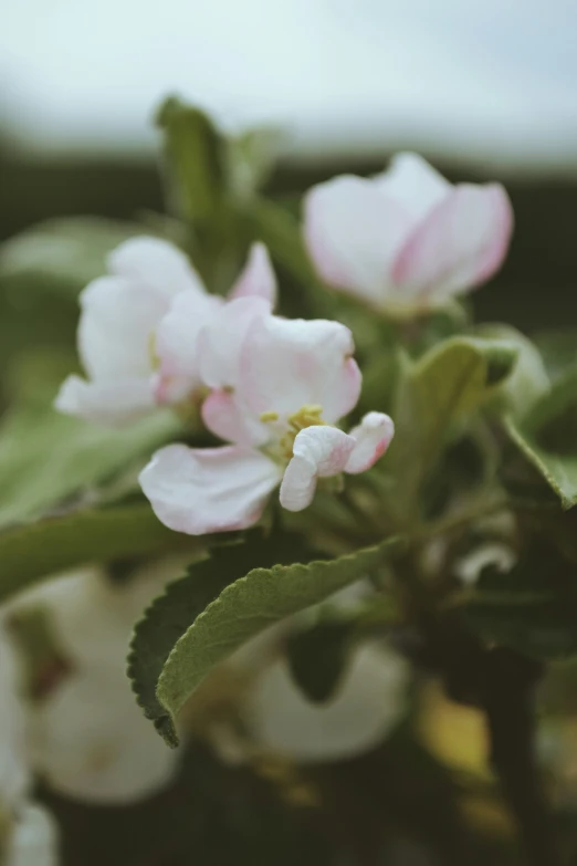 a cluster of flower and green leaves in the middle of the day