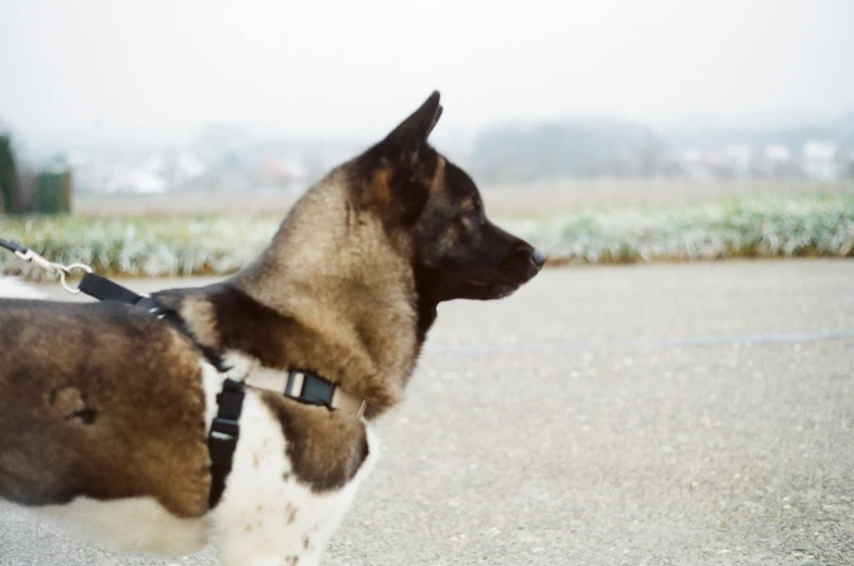 the large dog has a black and white muzzle