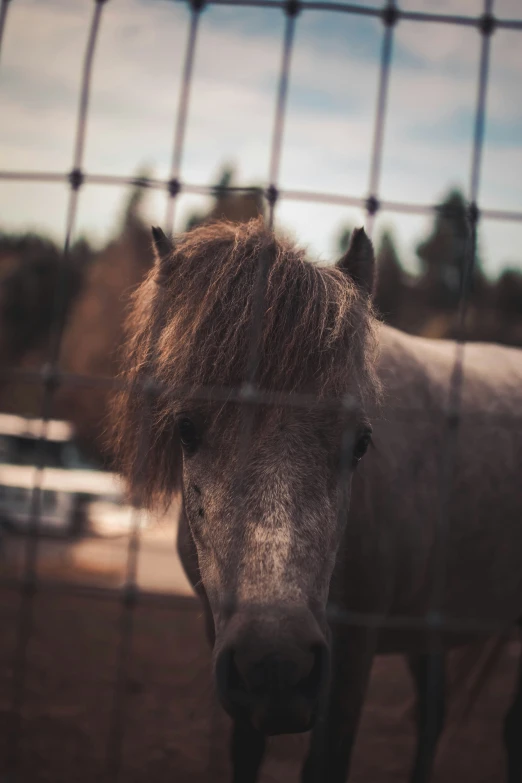 a brown horse standing behind a fence looking through a mesh fence