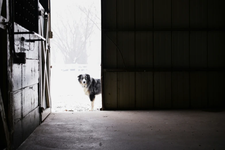 a dog standing outside of a large open barn door