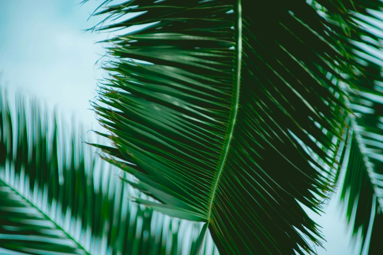 a very close up image of some palm trees leaves