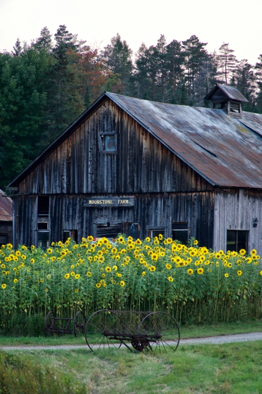 an old barn sits in the background surrounded by tall grass