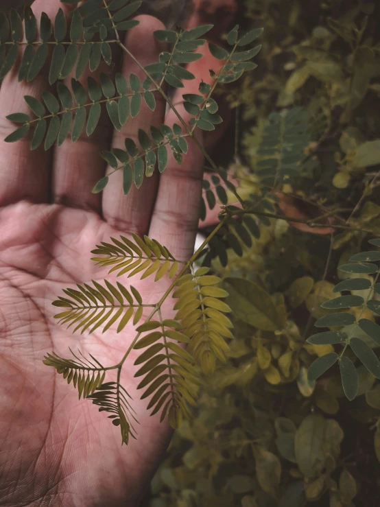 a person is holding up their hand to show the green leaves