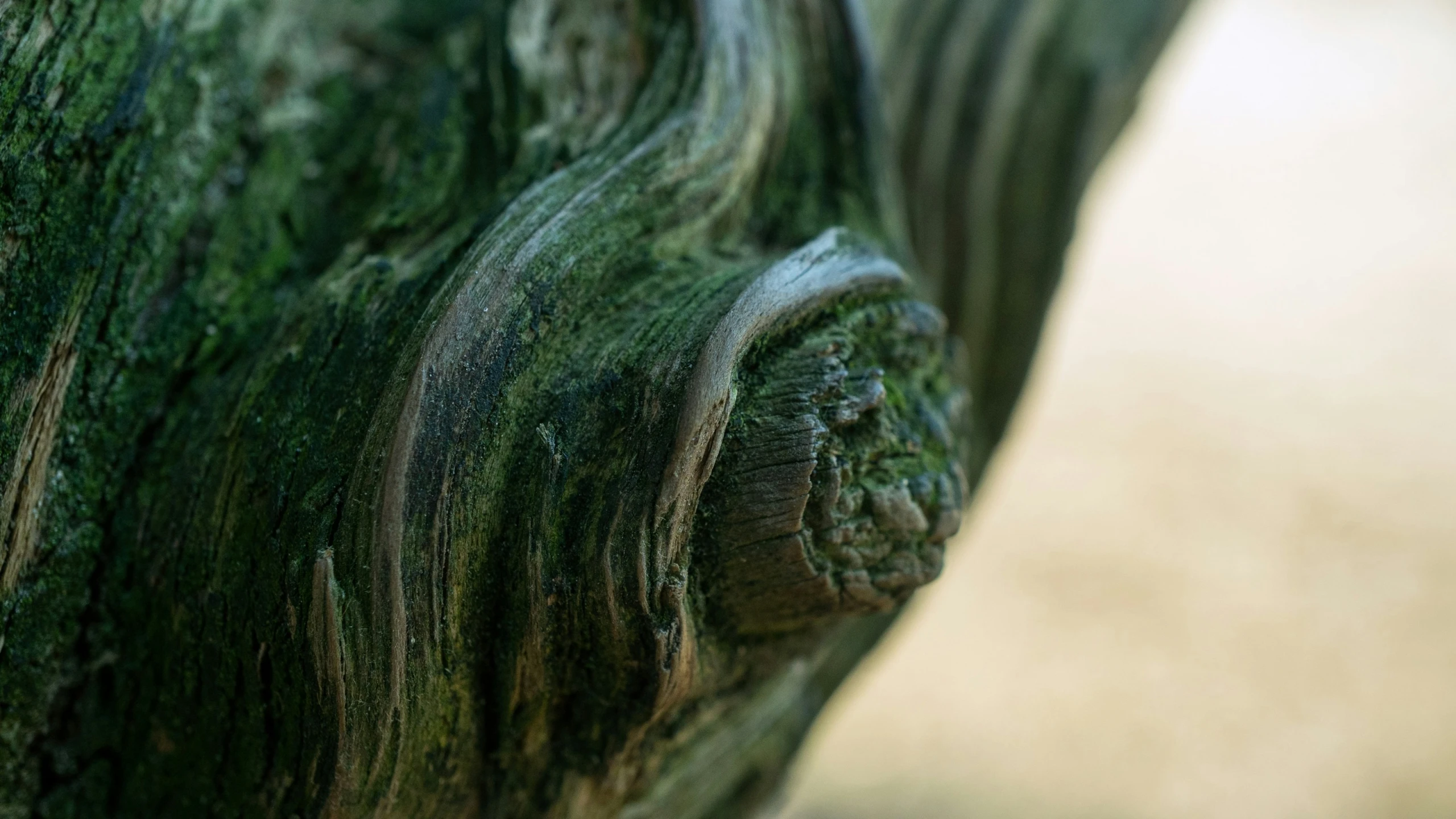 the trunk of an adult tree is mossy