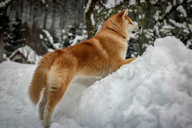 a big dog is playing with the snow