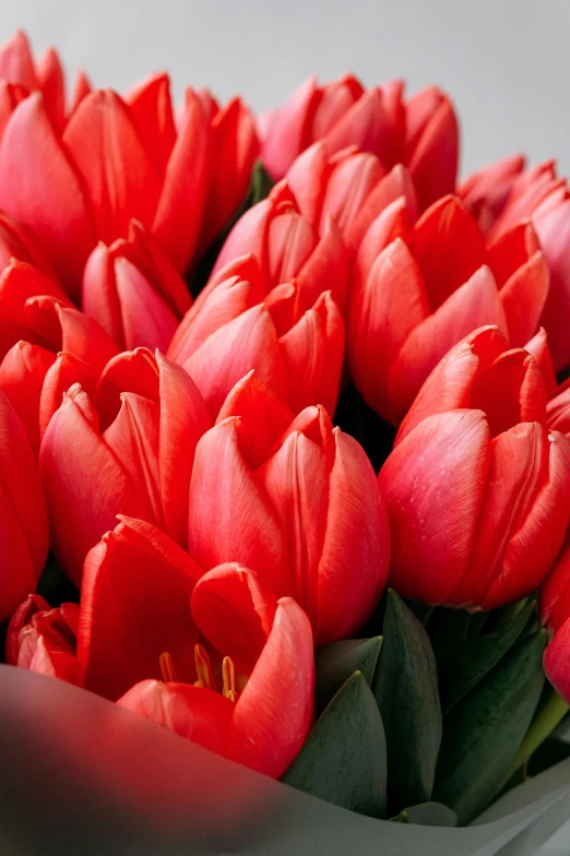 an arrangement of red tulips on white