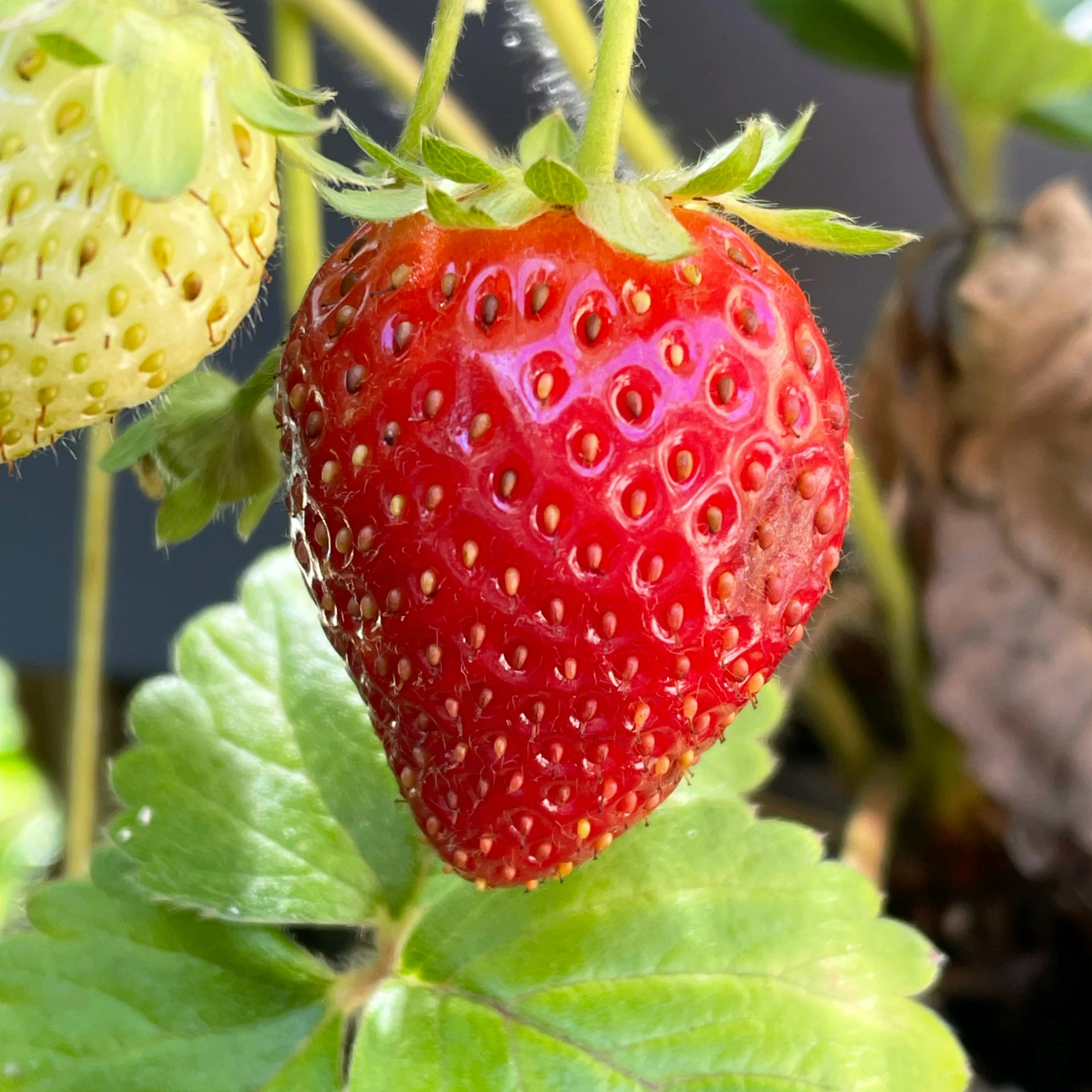 a ripe berry is pictured in this close up image