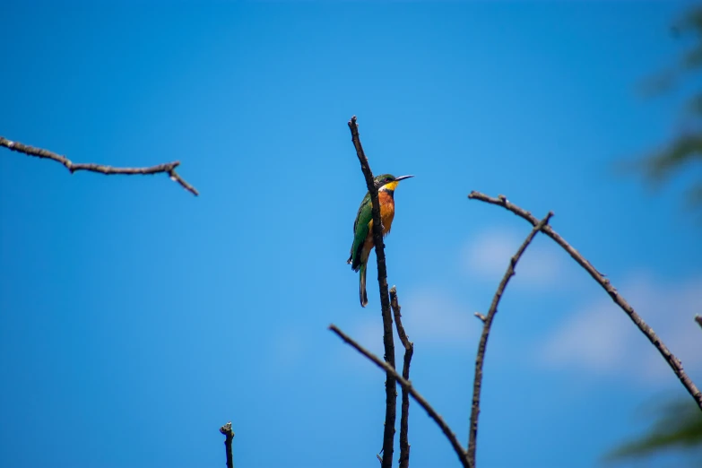 a bird with a long beak perched on a tree nch