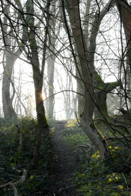 sun shining through the trees in the woods