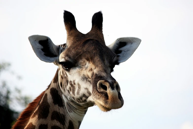 an up close po of a giraffe's head