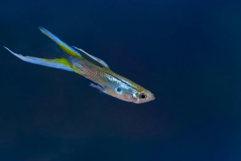 a colorful fish floating in a black blue water