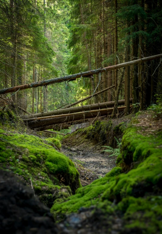a wooden bridge and stream in a pine forest