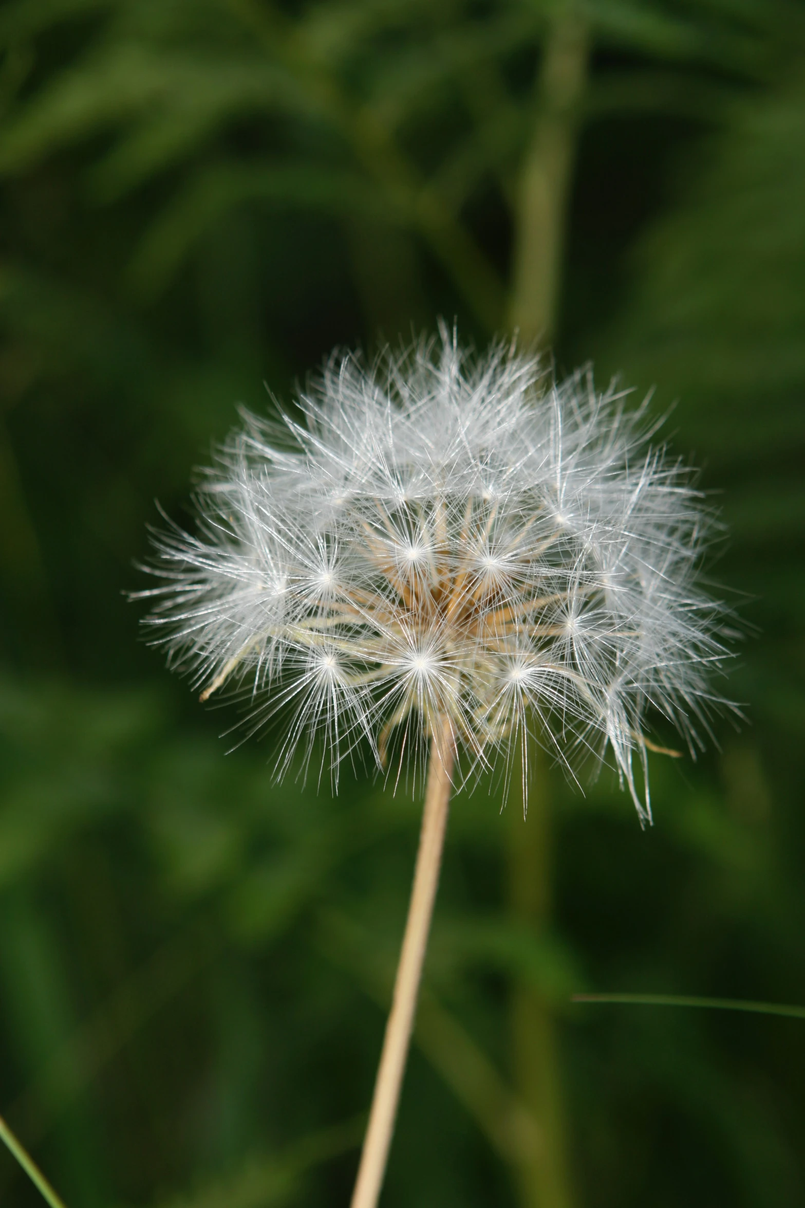 a fluffy dandelion in the wind is pographed with a green background