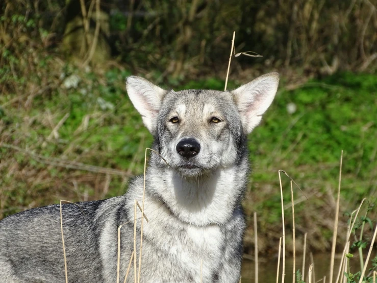 the dog is enjoying it's walk in the grass