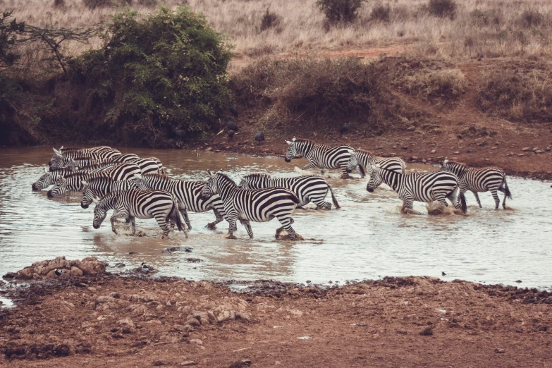 several zes standing in the water at the edge of the marsh