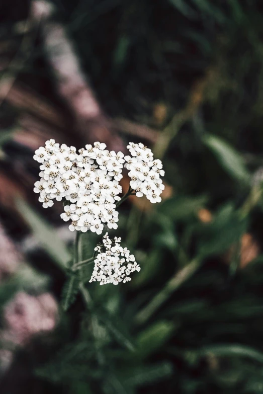 a bunch of flowers that are white on top of green plants