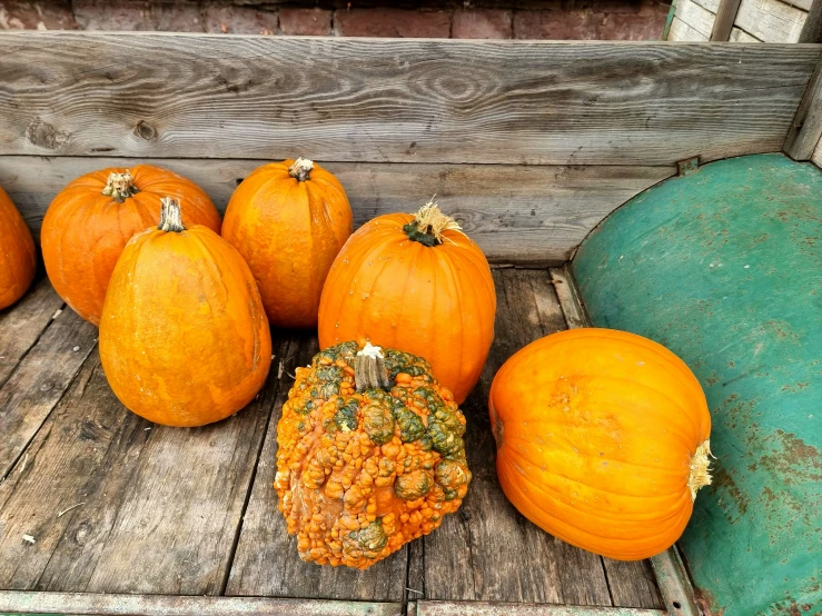 a pumpkin sits next to five other oranges