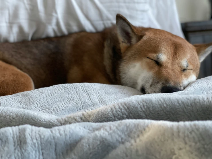 there is a brown dog sleeping on a white bed