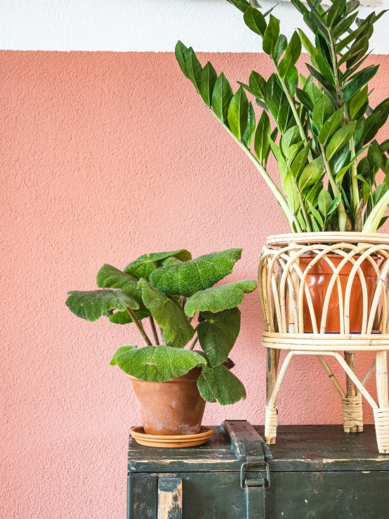 there are two houseplants sitting on top of a suitcase