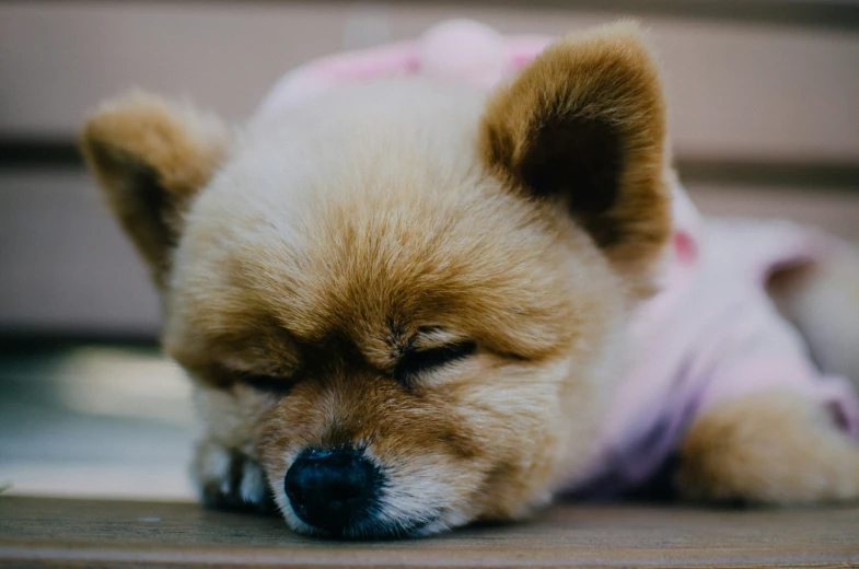 a small dog wearing a sweater and laying on the floor