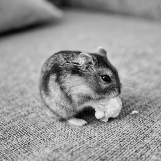 a small mouse eating some food on a couch