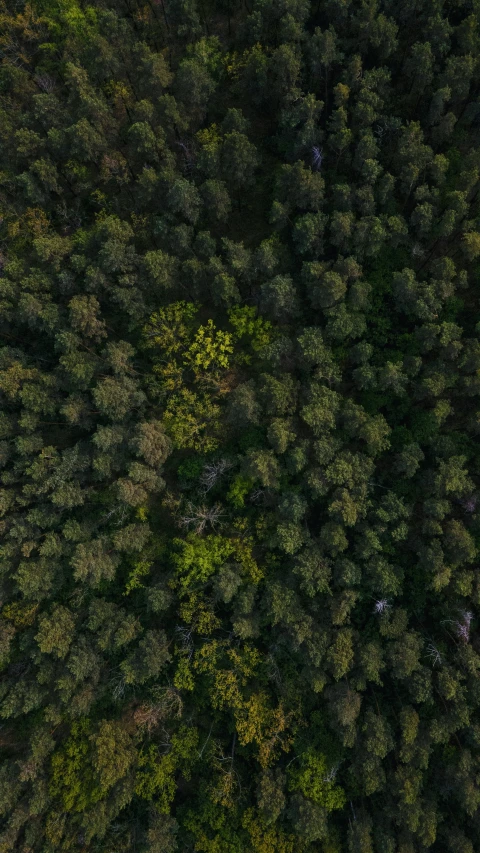 aerial view of trees from above with blue sky