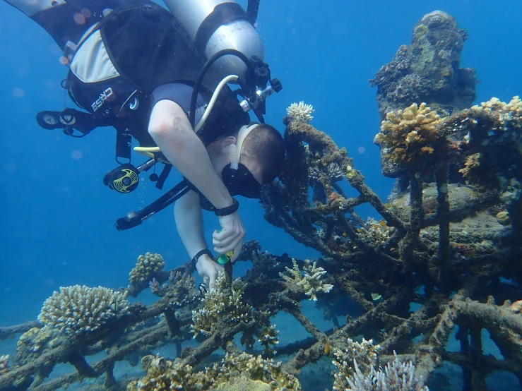 a couple of divers on the water among corals