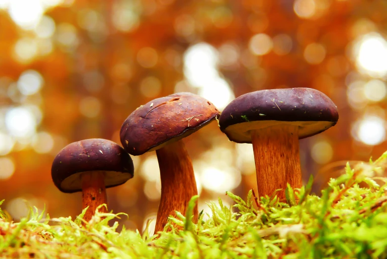 two brown mushrooms sitting in the grass and trees