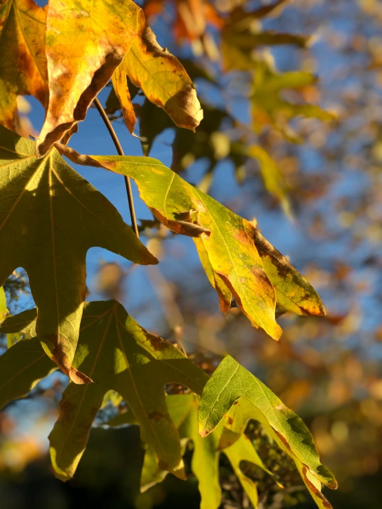 an autumn tree nch that has bright yellow leaves