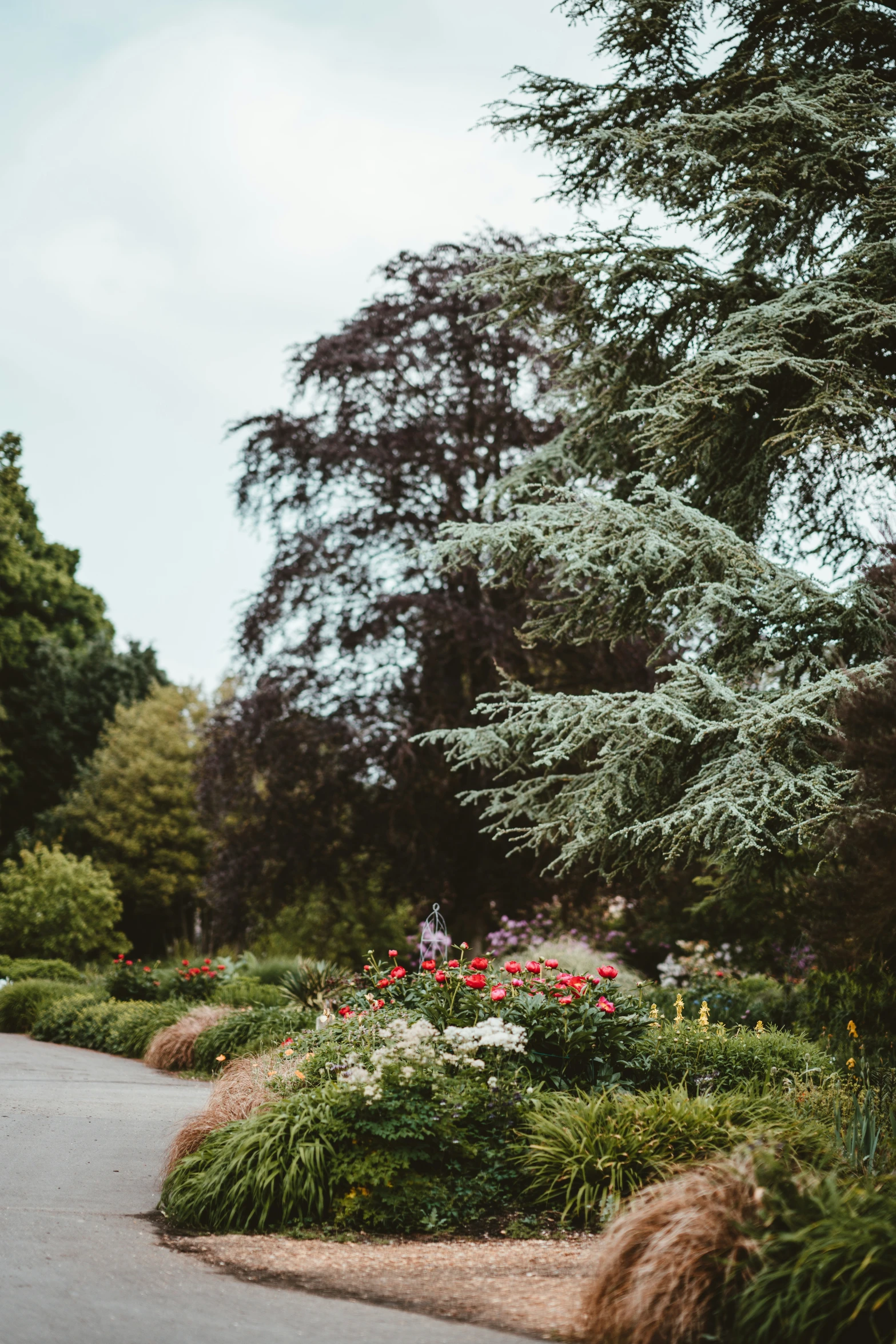 flowers and trees along a path in a park