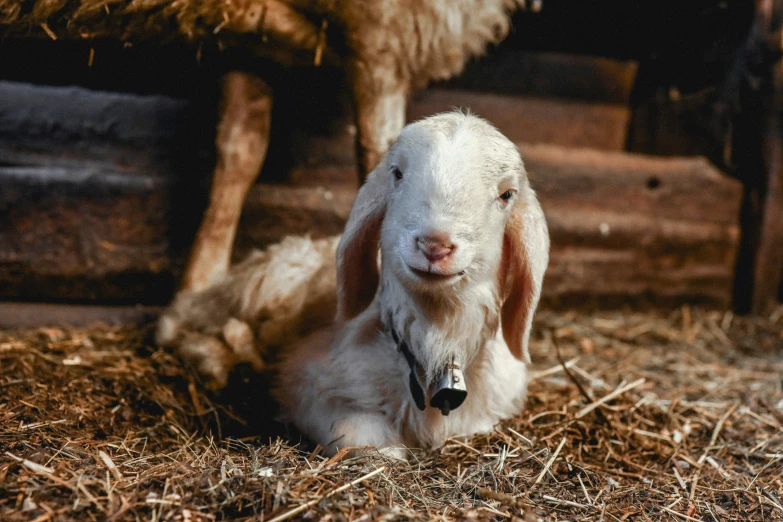 a baby goat standing next to a sheep on a farm