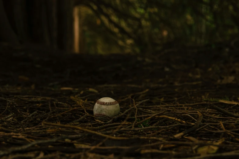 a baseball laying on the ground in a forest