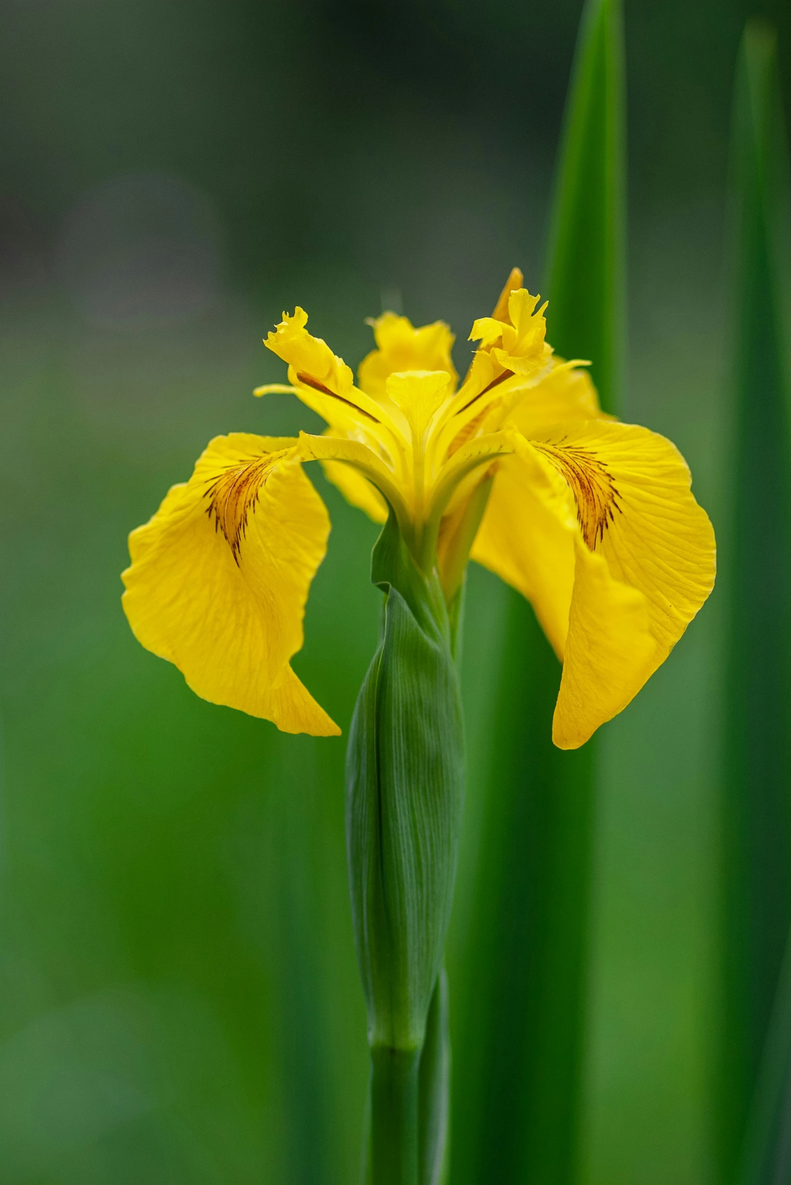 the flower with yellow flowers has long green stems