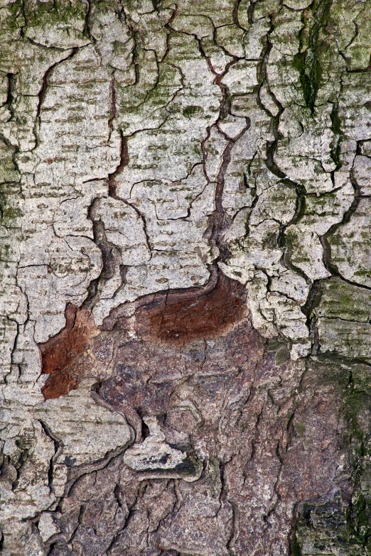 close up image of bark from a tree