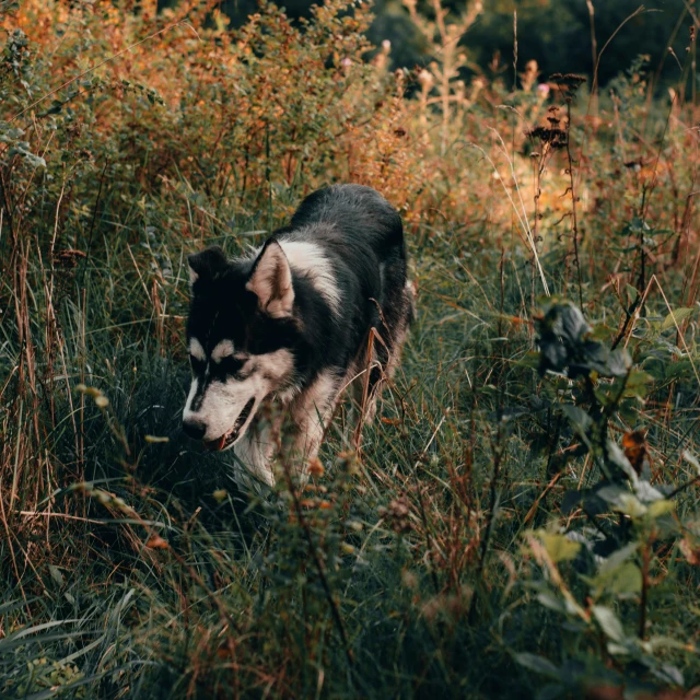 dog running through grass and weeds in a forest