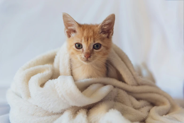 a small kitten peeks out from under the covers