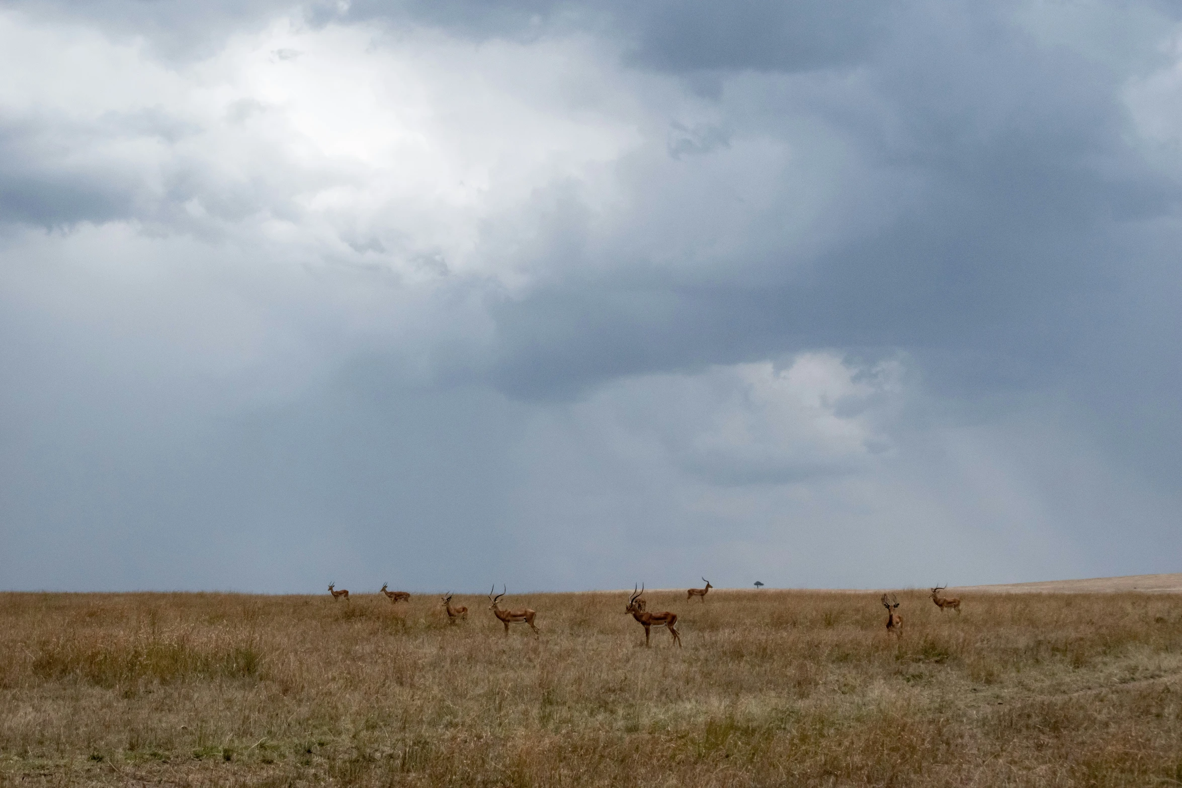 several deer walking across a field under cloudy skies