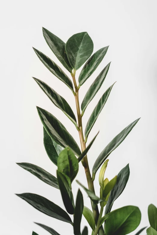 a tree has many green leaves with a white background