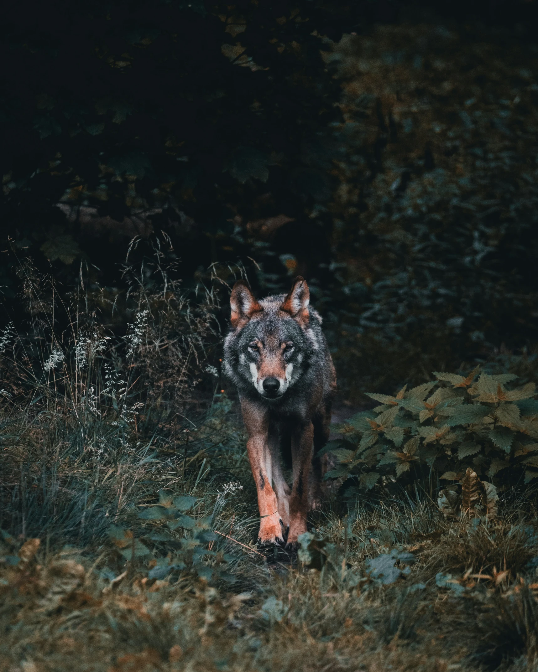 an adult wolf walking through a wooded area