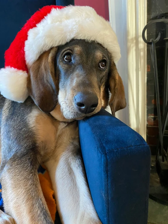 a dog sitting on a couch with a hat on his head