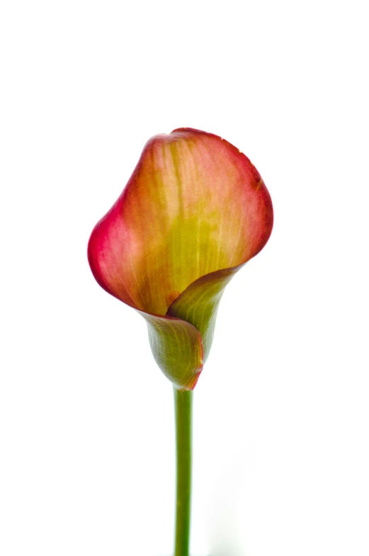 red flower with two large green stems growing