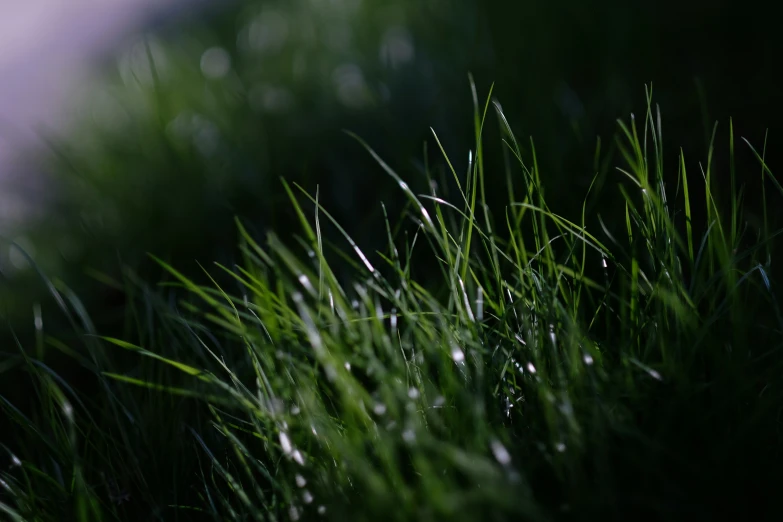 close up image of grass with water drops