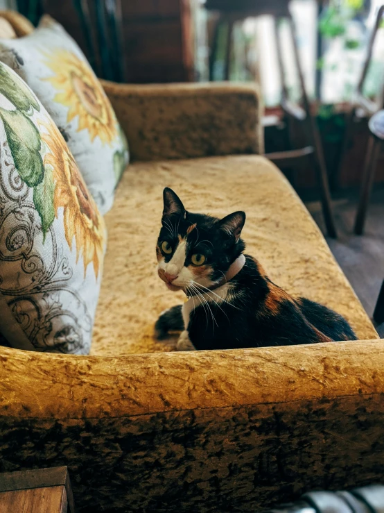 a cat that is sitting on a couch