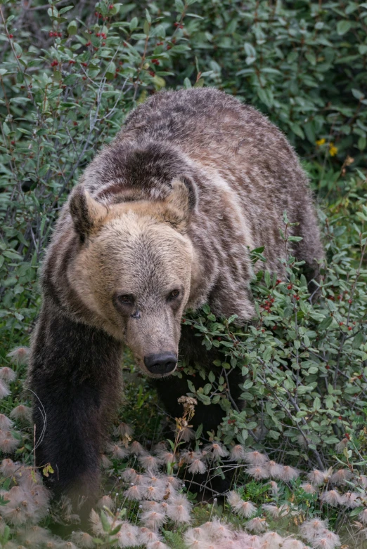 a big brown bear walking through the bushes