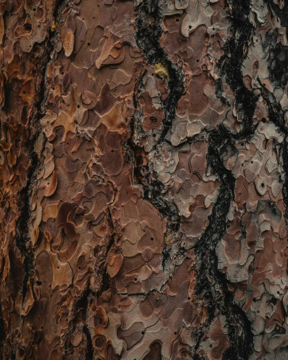 the bark of a large tree with black and brown streaks