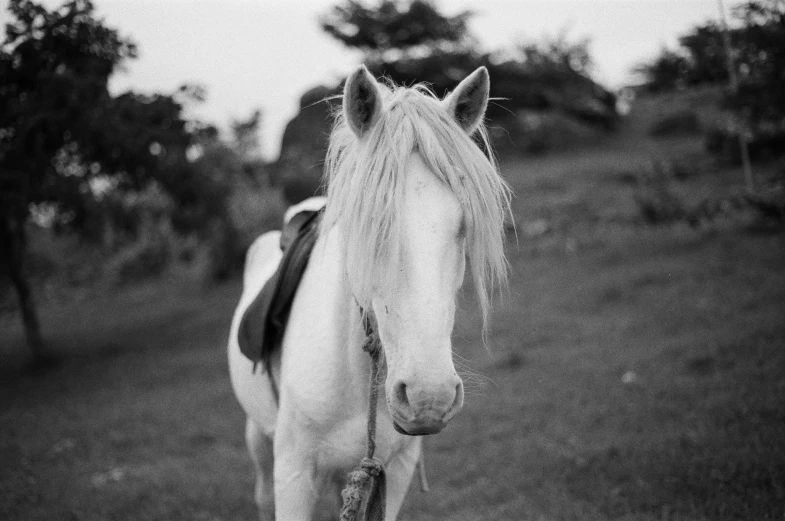 a horse with a mane standing in a field