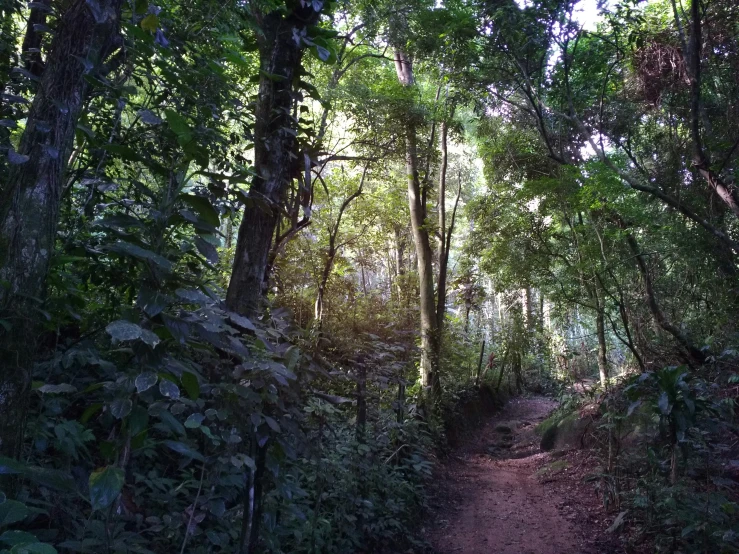 a small path in the middle of a jungle