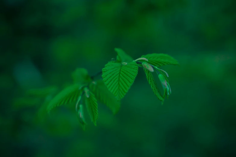 a small green leaf hangs from the nch of a tree