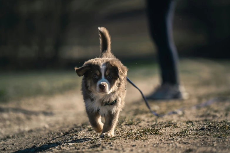 a dog running along a path while another runs with its owner behind