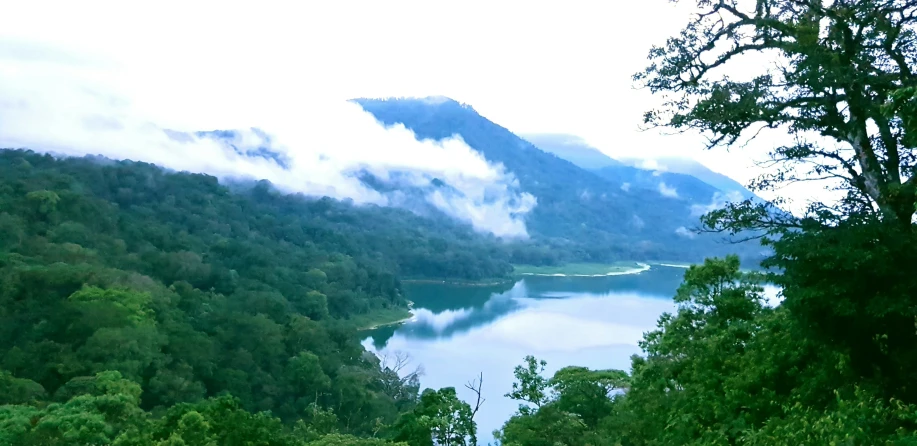 a lush green forest covered in lots of mist